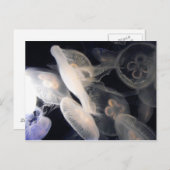 JellyFish Briefkaart (Voorkant / Achterkant)
