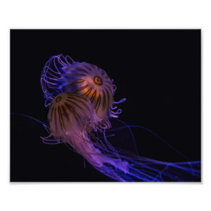 Jellyfish Dance Partners Foto Afdruk