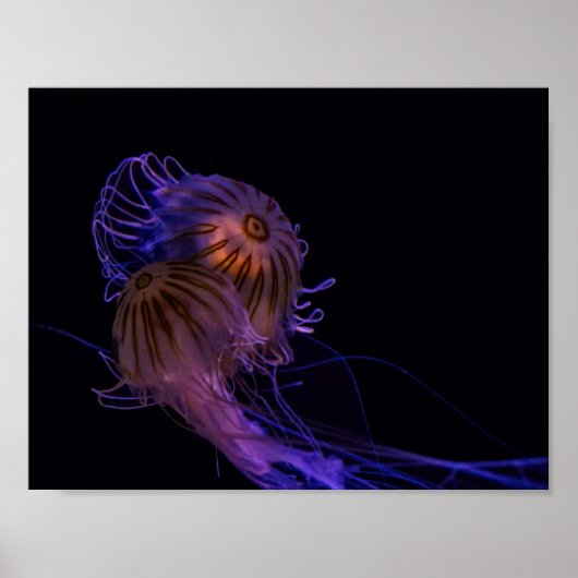 Jellyfish Dance Partners Poster (Voorkant)