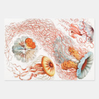 Jellyfish, Discomedusae, door Ernst Haeckel