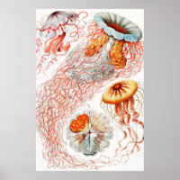 Jellyfish, Discomedusae, door Ernst Haeckel