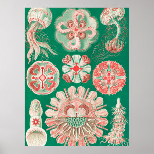 Jellyfish, Discomedusae, door Ernst Haeckel Poster