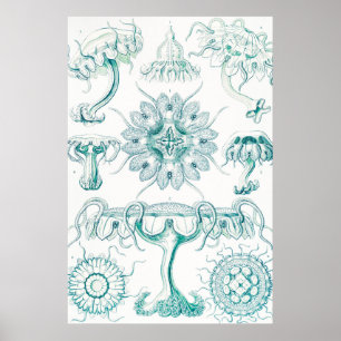 Jellyfish, Discomedusae, door Ernst Haeckel Poster