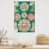 Jellyfish, Discomedusae, door Ernst Haeckel Poster (Keuken)