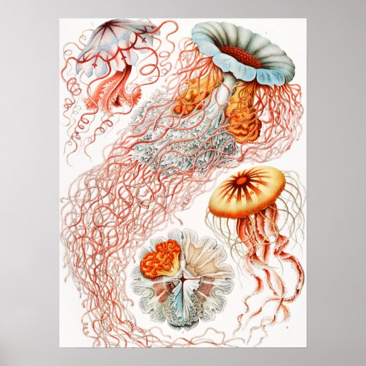 Jellyfish, Discomedusae, door Ernst Haeckel Poster (Voorkant)