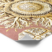 Jellyfish, Discomedusae, door Ernst Haeckel Poster (Hoek)