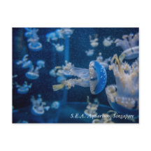 Jellyfish in S.E.A. Aquarium Singapore