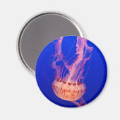Jellyfish Magnet Magneet (Voorkant / Achterkant)