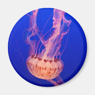 Jellyfish Magnet Magneet