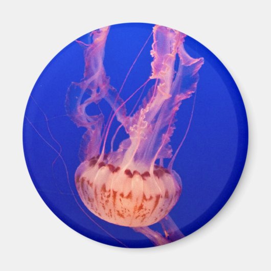 Jellyfish Magnet Magneet (Voorkant)