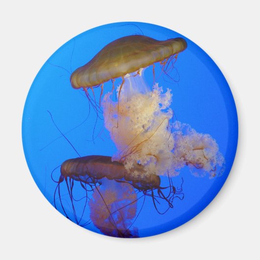 Jellyfish Magnet Magneet (Voorkant)