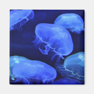 Jellyfish Magnet Magneet