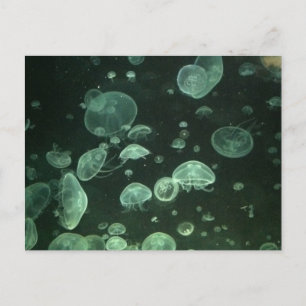 Jellyfish Post Card Briefkaart