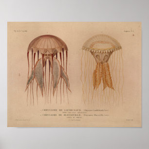 Jellyfish Red  Zee Scheppen Kunstafdrukken Poster