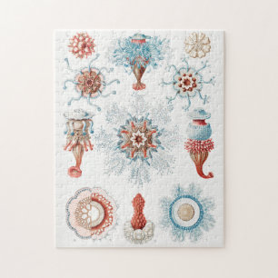 Jellyfish, Siphonophorae Staatsquallen Marine Life Legpuzzel