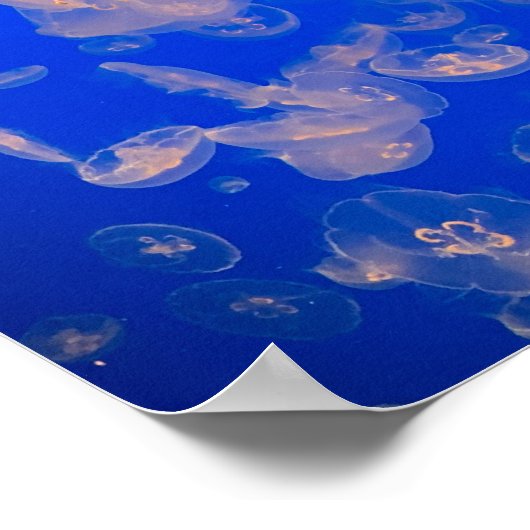 Jellyfish Swimming Photo Ocean Poster (Hoek)
