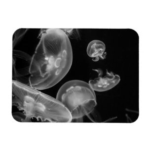 Jellyvis onderwater magneet