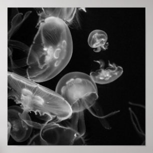 Jellyvis onderwater poster