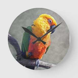 Jenday Conure Clock Ronde Klok