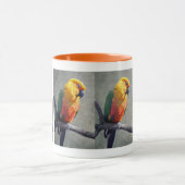 Jenday Conure Mok (Midden)