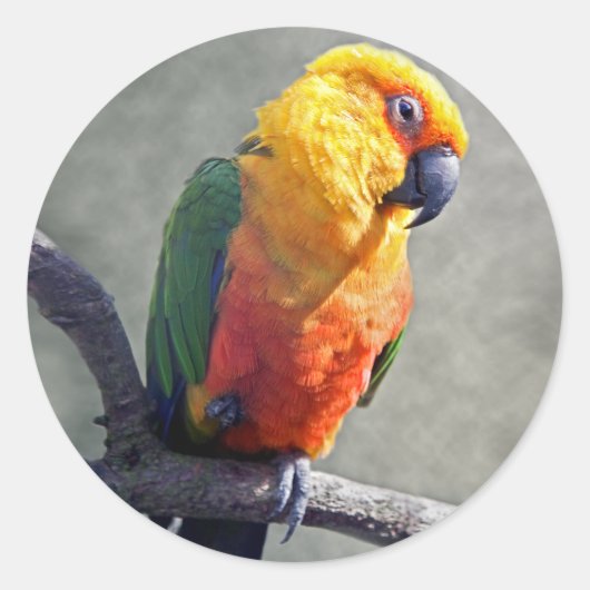 Jenday Conure Sticker (Voorkant)