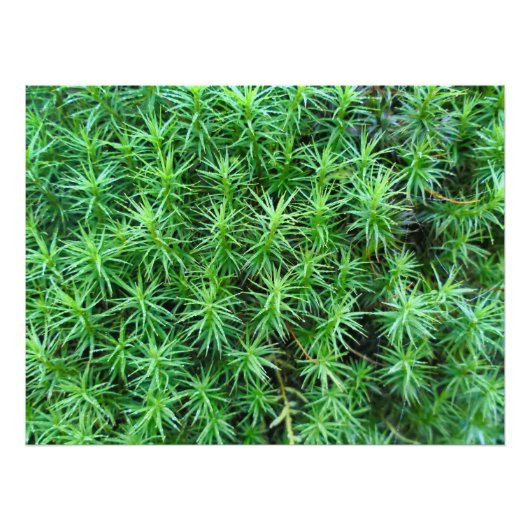 Jeneverbeshaar Pet Moss Foto Afdruk (Voorkant)