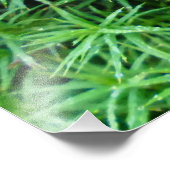 Jeneverbeshaar Pet Moss Foto Afdruk (Hoek)