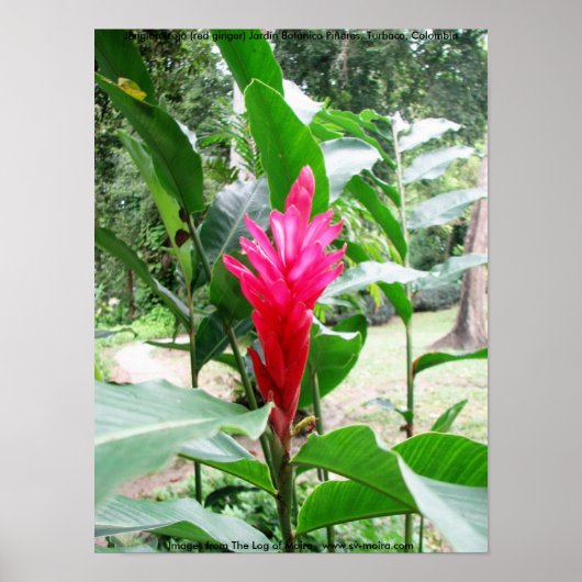 Jengibre rojo (rode vinger) poster (Voorkant)