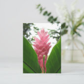 Jengibre rosado (roze gember) briefkaart (Staand voorkant)