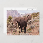 Jenny's Foal Briefkaart (Voorkant / Achterkant)