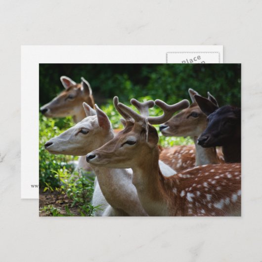 J'entends la carte postale (Devant / Derrière)