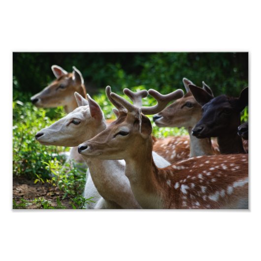 J'entends la photo (Devant)