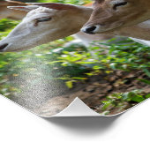 J'entends la photo (Coin)