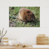 Jerry de muskrat poster (Keuken)