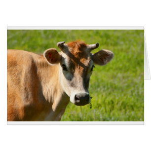 Jersey Cow Stare