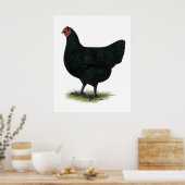 Jersey Giant: Black Hen Poster (Keuken)