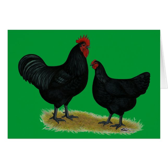 Jersey Giant Chickens (Voorkant Horizontaal)