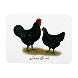 Jersey Giant Chickens Magneet