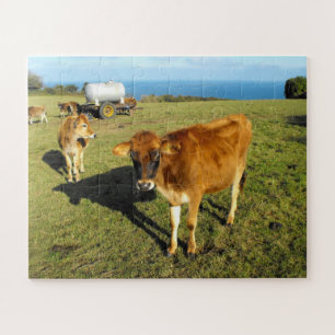 Jersey kalveren in Jersey Legpuzzel