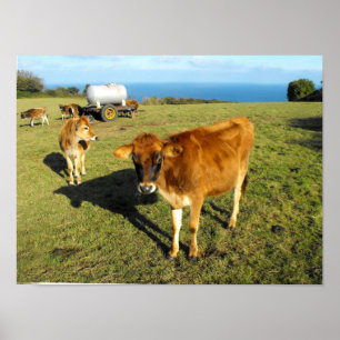 Jersey kalveren, St John, Jersey Poster