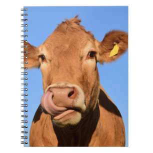 Jersey Koe Lik Aan Zijn Neus Notitieboek