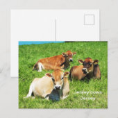 Jersey koeien boerderijdieren briefkaart (Voorkant / Achterkant)