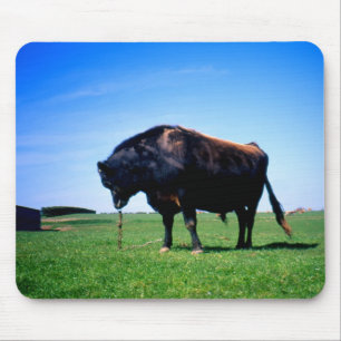 Jersey stier op Jersey, de Kanaaleilanden. Muismat