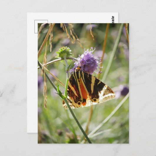 Jersey Tiger Moth Magnet Briefkaart (Voorkant / Achterkant)