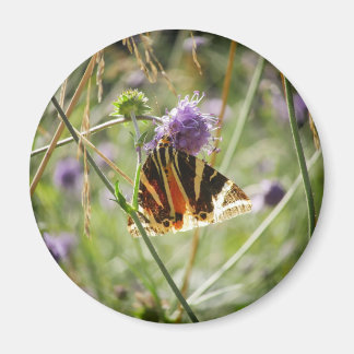 Jersey Tiger Moth Magnet Magneet
