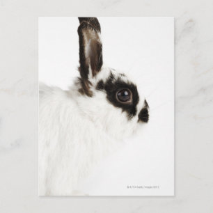 Jersey Wooly Rabbit Briefkaart