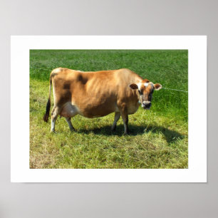 Jerseykoe op Jersey Kanaaleilanden Poster