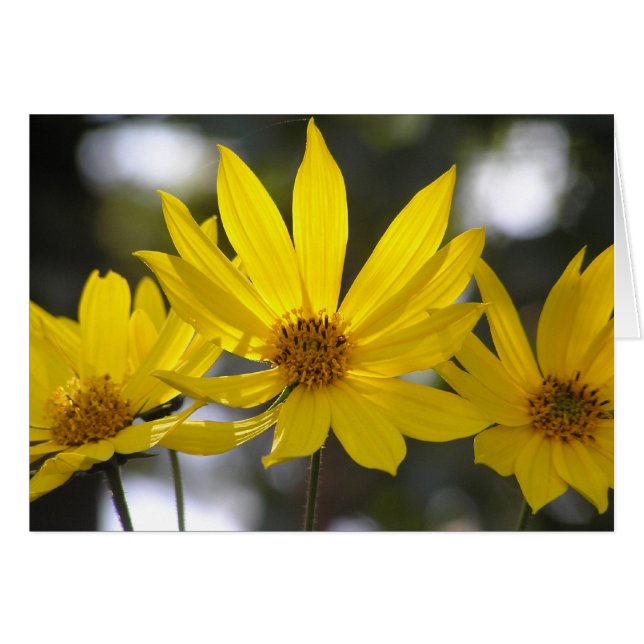 Jerusalem Artichoke (Voorkant Horizontaal)