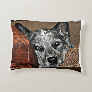 Jessie… le coussin du Texas Heeler