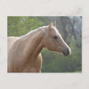 Jessie Rey Freckle Briefkaart